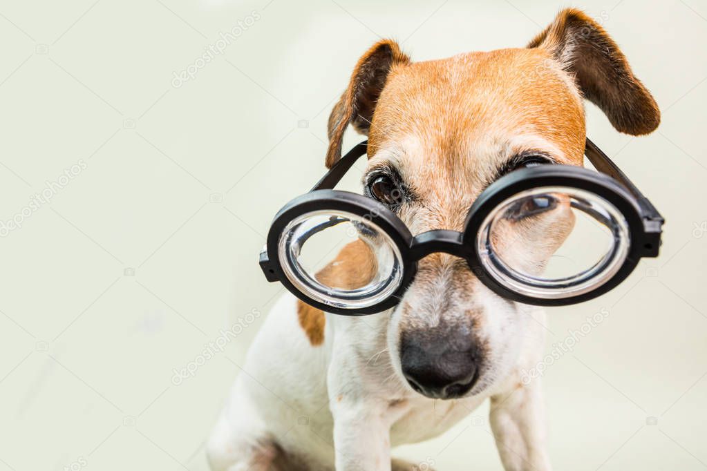 smart educated dog in glasses. Funny pet jack russell terrier