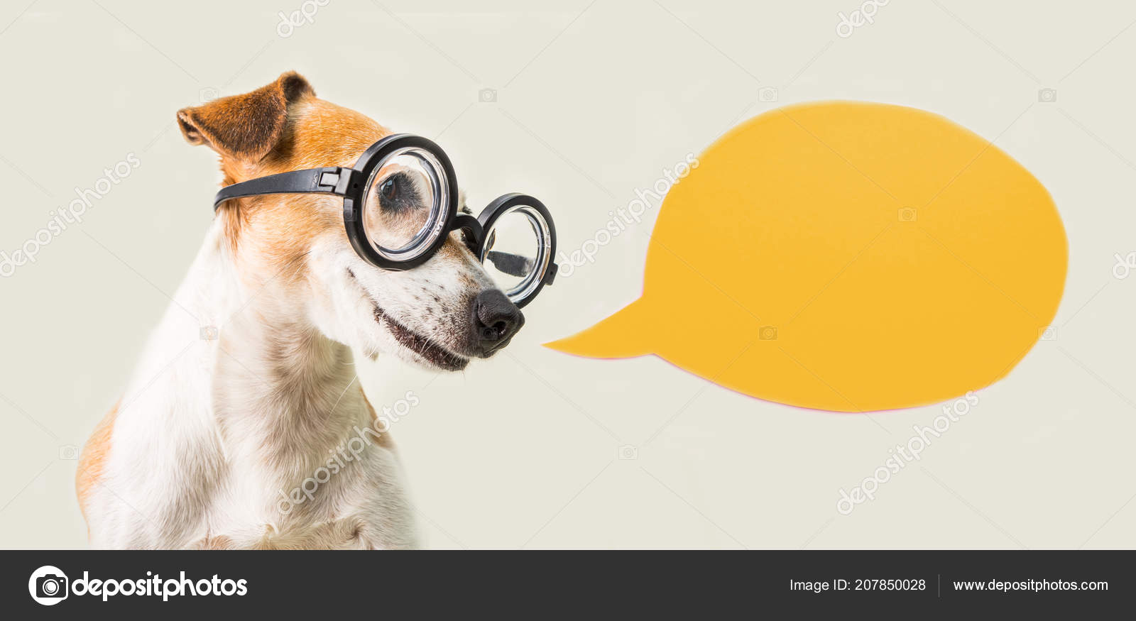 スマート オタク犬はジャック ラッセル テリア メガネと音声のバブルです グレーとオレンジ ストック写真 C Flydragonfly