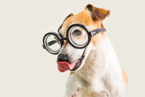 Adorabile leccare cane Jack Russell terrier in occhiali. Sfondo grigio. cazzeggiare — Foto Stock