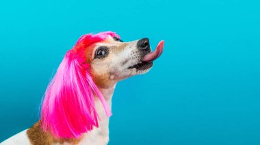 Mavi arka plan yalama pembe peruk profilinde komik köpek.