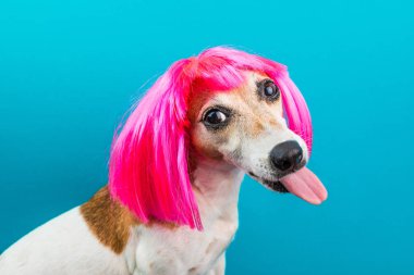 Adorable small dog in pink wig on blue backgrond. Tongen licking. clipart