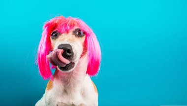 Pembe peruk komik köpek. bir lezzetli yemek foog yalama bekliyor. Mavi arka plan