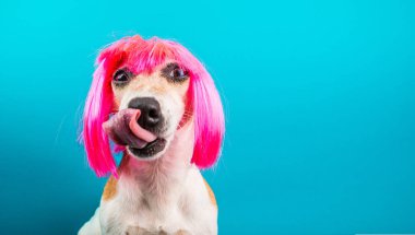 Funny dog in pink wig. waiting for a delicious meal foog licking. Blue background clipart