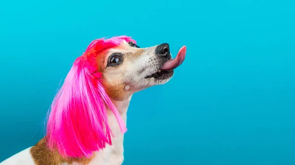 Perfil de perro divertido en peluca rosa sobre fondo azul lamiendo . —  Fotos de Stock