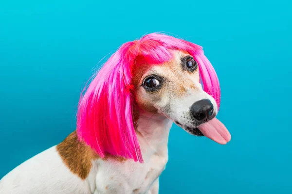 Adorable perrito en peluca rosa sobre fondo azul. Tongen lamer . —  Fotos de Stock