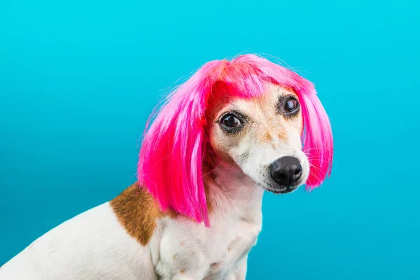 Lindo perro pequeño en peluca rosa sobre fondo azul mirando a la cámara . —  Fotos de Stock