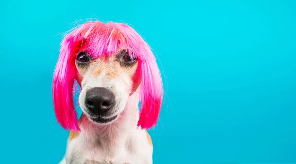 Cão de peruca rosa olhando com desprezo e suspeita. Língua. Um retrato engraçado. Fundo azul — Fotografia de Stock