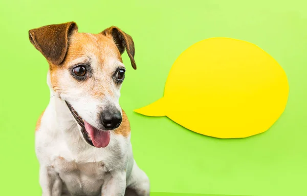 Benieuwd lachende hond op groene achtergrond met gele tekstballon. Schattig huisdier portret. — Stockfoto
