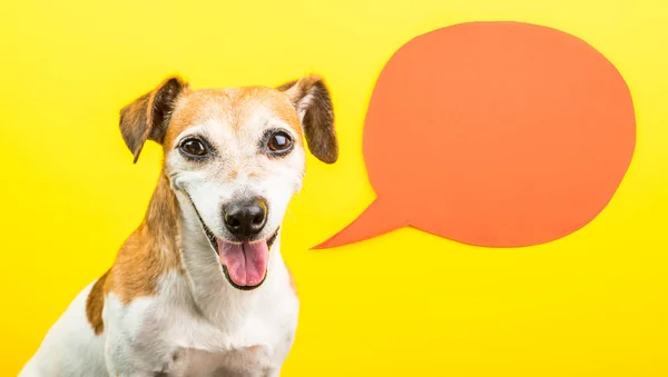 Adorable perro sonriente Jack Russell terrier sobre fondo amarillo con burbuja de habla naranja . —  Fotos de Stock