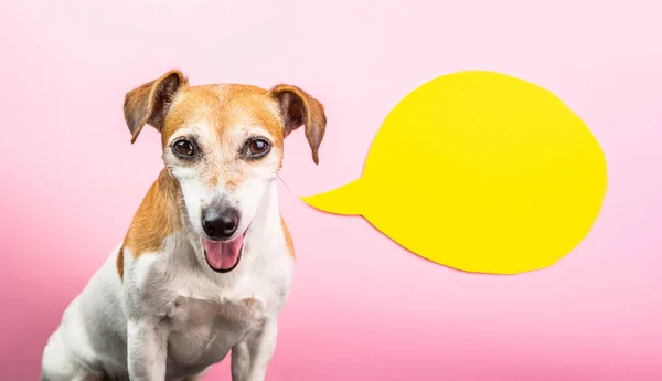 Cara de cão sorridente. Fundo rosa e bolha de fala amarela. Quadrinhos — Fotografia de Stock