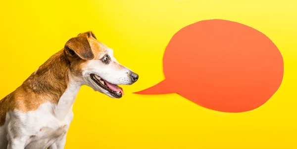 Gelukkig lachend speacking hond profiel. Gele achtergrond, oranje speech ballon — Stockfoto