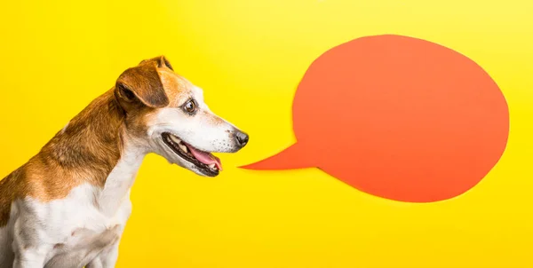 Feliz sorrindo perfil cão speacking. Fundo amarelo, balão de fala laranja — Fotografia de Stock