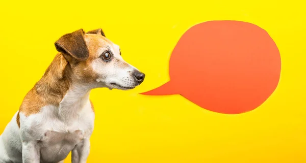 Schattige slimme hond op gele achtergrond met oranje speech ballon — Stockfoto