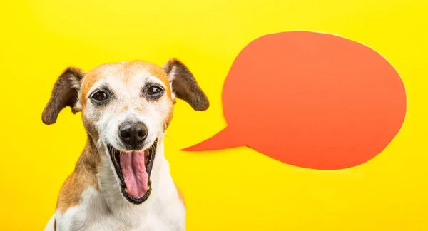 Lachen hond met open mond. Gelukkig lachend huisdier op gele achtergrond en oranje speech ballon. — Stockfoto