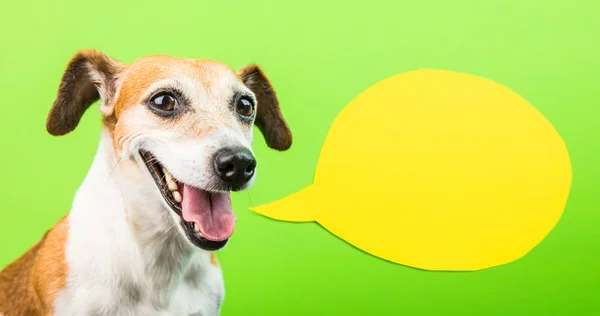 Cara de perro activa sonriente feliz con globo de habla. Amarillo y verde . —  Fotos de Stock