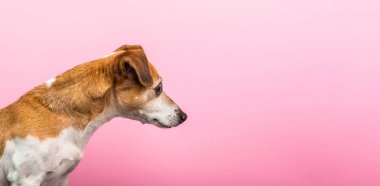 Köpek profil yan görünümden. Meraklı soran yüz. Pembe bir arka plan. Yatay başlık