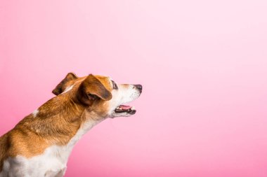 Köpek profil yan görünümden. Merak inerested şok soran yüz şaşırttı. Pembe bir arka plan. Yatay banner. Ararken
