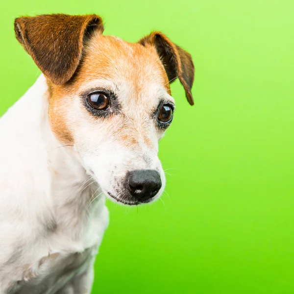 Güzel köpek portre yeşil zemin üzerine. kare — Stok fotoğraf