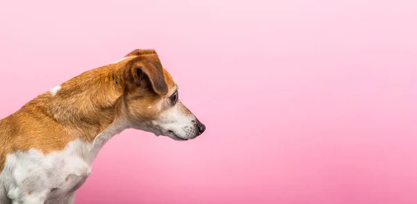 犬の側から縦断ビュー。好奇心の求める顔。ピンクの背景。水平型バナー — ストック写真