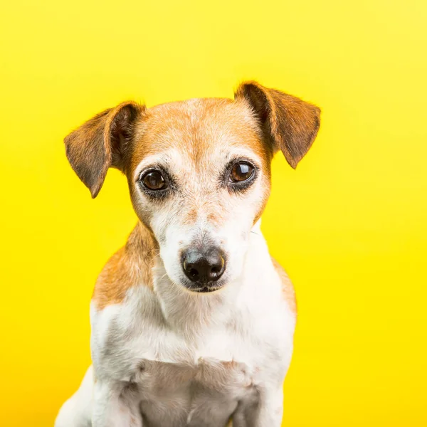 Köpek suratı sarı zemin üzerine. Sevimli köpek Jack Russel terrier. Kare şekli — Stok fotoğraf