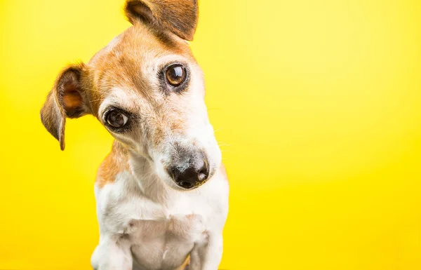 黄色の背景に驚き興味津 々 素敵な犬の肖像画. — ストック写真