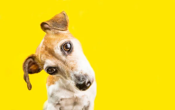 Asking surprised curious lovely dog Jack Russell terrier portrait on yellow background. Bright emotions — Stock Photo, Image