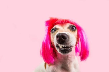 Kızgın tiksinme, reddi, anlaşmazlık köpek yüzüne pembe peruk