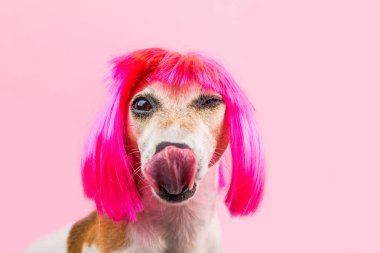 Aptal kurnaz köpek namlu yalama. Serin yavru.