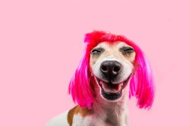 Mutlu sevimli gülümseyen köpek pembe peruk içinde
