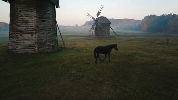 Piękny blackhorse na polu pomiędzy mills. Wsi mglisty poranek. Koń pasie się na polanie z młyna. Scena piękny mood obszarów wiejskich. mistyczne i tajemniczy. Materiał wideo Creative nastroju — Wideo stockowe