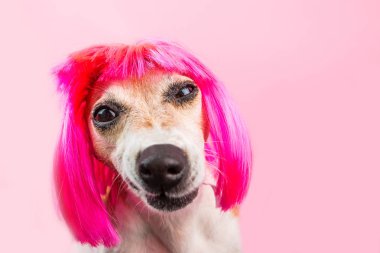 köpek hor ve güvensizlik ile görünür. Şüpheli cezalandırmak. tiksinti duygular.