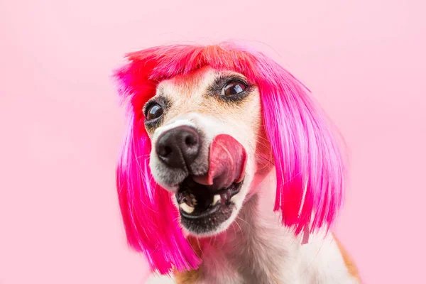 O cão é lambido esperando por um deleite saboroso. Comida e lanches para um cão faminto. Uma peruca rosa engraçada. Cãozinho inteligente adorável — Fotografia de Stock