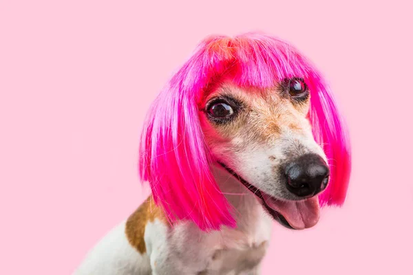 Smiling funny pinky dog face in wig bob with fringe — Stock Photo, Image