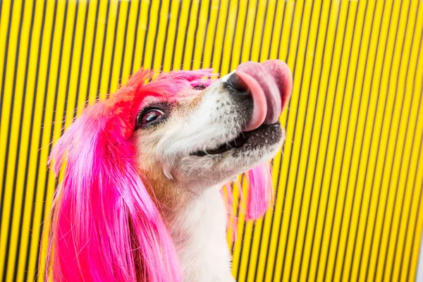 Lengua de perro en su nariz. Pequeña mascota hambrienta. Peluca rosa y fondo rayado amarillo y negro —  Fotos de Stock