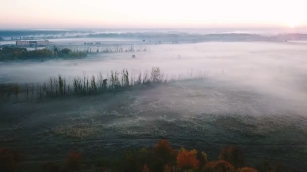 Belle campagne brumeuse nature froide. Champ avec des plantes dans le givre. Des arbres solitaires. Vidéo du drone aérien . — Video