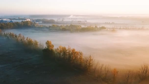 Луч солнца сквозь деревья. Захватывающая красота. Земля покрыта густым туманом. Мистическая восхитительная природа. видео запись — стоковое видео