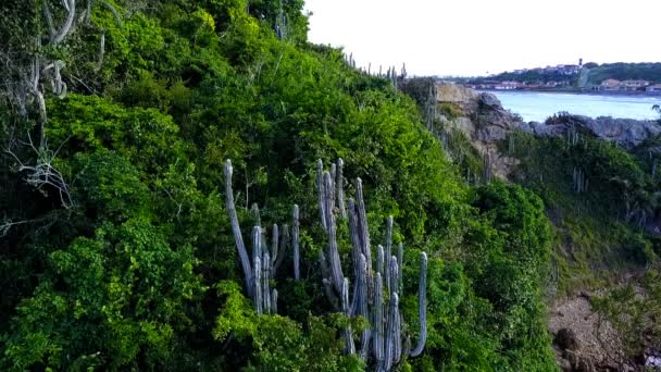 Brasilianische Kakteen. Halbinsel. Wilde Natur. Berge und Atlantik. ponta do pai vitorio buzios, Rio de Janeiro, Brasilien. Luftbild-Schwindel — Stockvideo