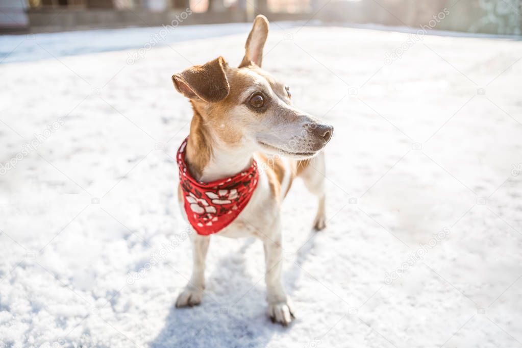 Adorable small dog wearing red scarf standing on the snow. Sunny winter backlight. Looking side. Lovely pet.