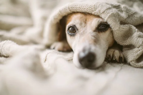 Drömmande tankeväckande avslappnad ledsen hund titta under filten. Ljuvligt söt hund ansikte. — Stockfoto