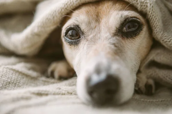 Relaxing close up face face portrait. Cute dog covered with beige blanket. — Stock Photo, Image