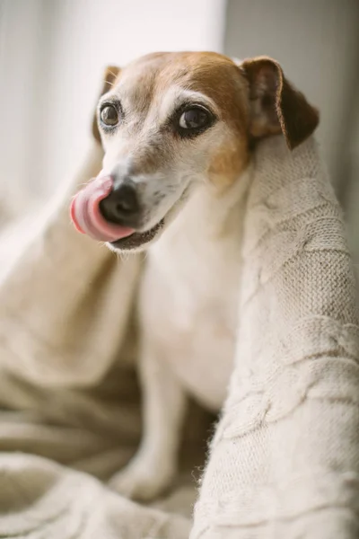 Funny lízání usmívající pes s sly podezíravé pohledy. Pokryté béžové deky. uvolněné chutné čas doma na víkend — Stock fotografie