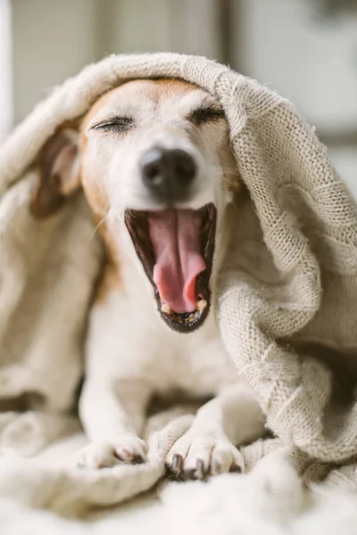 Divertido bostezo hablar perro gritando Jack Russell terrier bozal con la boca abierta. envuelto en una manta beige. fin de semana relajarse — Foto de Stock