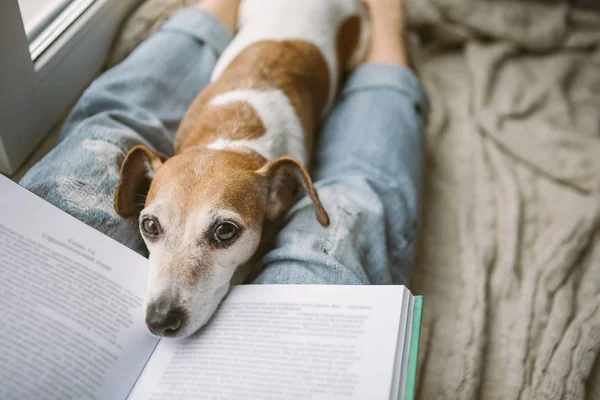 आराध्य घर ठंडा सप्ताहांत. जींस में महिला पैर, एक किताब और एक दर्जन कुत्ता। घर के आराम का वातावरण — स्टॉक फ़ोटो, इमेज