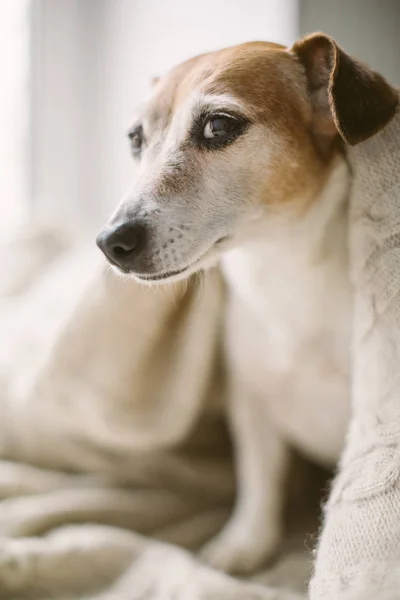 Cão sorridente engraçado adorável com olhos desprezíveis suspeitas astutos. Coberto com cobertor bege. tempo saboroso relaxado em casa no fim de semana — Fotografia de Stock