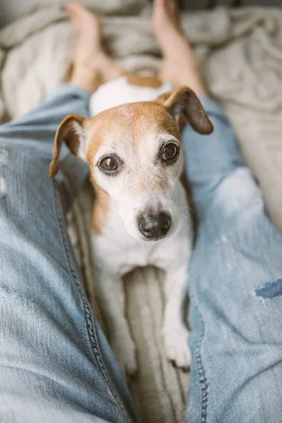 Cute small dog lying on the windowsill. female legs in jeans. Spending time with the pet. Relaxed chilling weekend — Stock Photo, Image