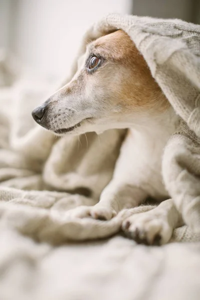 Adorable chien confortable recouvert d'une couverture regardant vers la fenêtre. Regard nostalgique Jack Russell terrier rêveur . — Photo