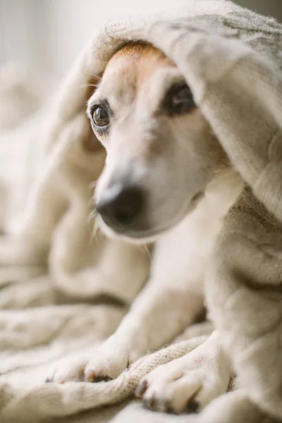 Netter kleiner Hund, der sich ausruhen kann. auf dem Bett liegend, eingewickelt in eine Decke. Entspannte Gemütsstimmung — Stockfoto