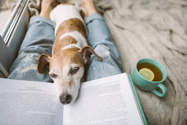 Chien et livre de sieste. Parfait week-end confortable et détendu. Thé chaud et livre intéressant — Photo