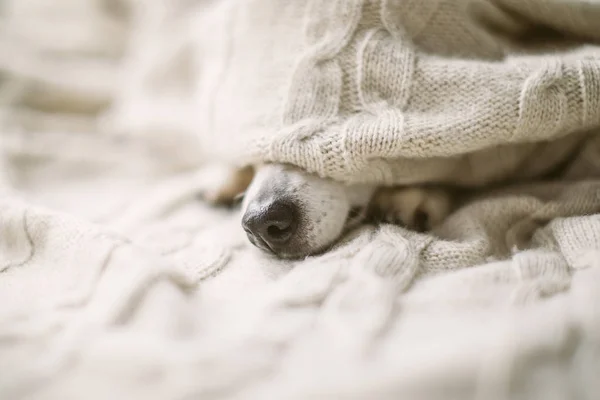 Kutya orra alá a takarót. beteg beteg influenza kutya orrát az ágyban. Hangulatos otthoni helyreállítása — Stock Fotó