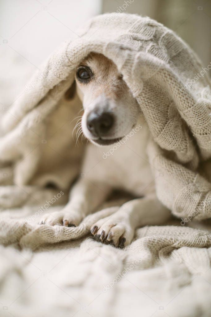 adorable small dog Jack Russell terrier having rest covered with a blanket. Relaxed weekend daytime.